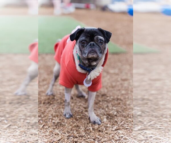 Medium Photo #4 Pug Puppy For Sale in  Ramona, CA, USA
