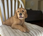Small #5 Golden Retriever
