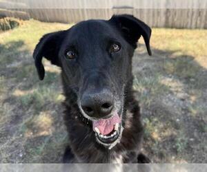 Labrador Retriever-Unknown Mix Dogs for adoption in Pueblo, CO, USA
