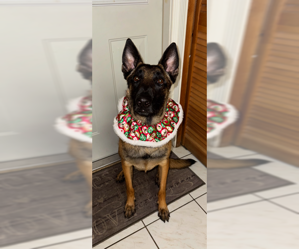 Medium Photo #16 Mutt Puppy For Sale in Stevens Point, WI, USA