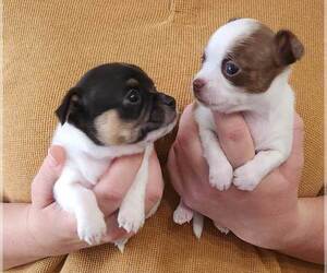 Chihuahua Puppy for Sale in RUSTBURG, Virginia USA
