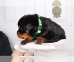 Small Photo #13 Rottweiler Puppy For Sale in FLAGSTAFF, AZ, USA