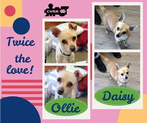 Chihuahua-Unknown Mix Dogs for adoption in Lindsay, CA, USA