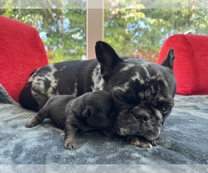 Mother of the French Bulldog puppies born on 06/10/2026