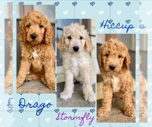 Goldendoodle (Miniature) Puppy for sale in CHEYENNE, WY, USA