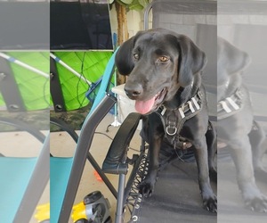 Labrador Retriever Dogs for adoption in PALMETTO, GA, USA