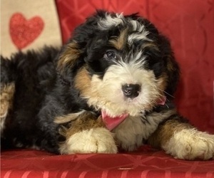 Bernedoodle Puppy for sale in LANCASTER, PA, USA