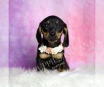 Puppy Brenda AKC Dachshund