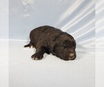 Small Photo #6 Golden Mountain Dog Puppy For Sale in BLACK FOREST, CO, USA