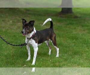 Coquito (Foster or Adopter needed!) - Male Pointer-Unknown Mix Dog for Adoption - Photo #4