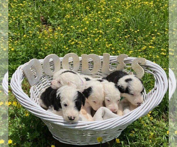 Medium Photo #1 Sheepadoodle Puppy For Sale in ROYSTON, GA, USA