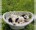 Small Photo #1 Sheepadoodle Puppy For Sale in ROYSTON, GA, USA