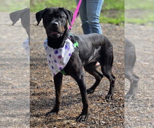 Raven - Female Rottweiler Dog for Adoption - Photo #3