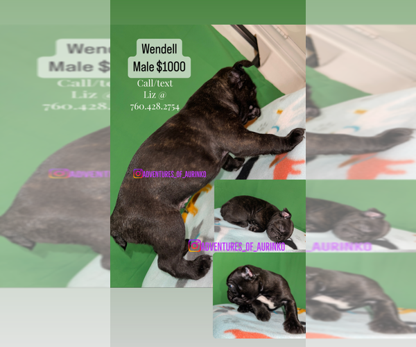 Medium Photo #5 Boston Terrier Puppy For Sale in LAS VEGAS, NV, USA