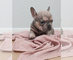 Puppy Penny French Bulldog