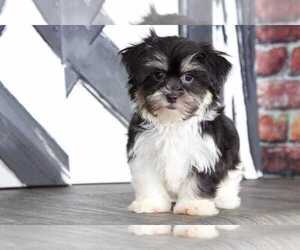 Yorkshire Terrier Puppy for sale in BEL AIR, MD, USA