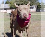 Small American Staffordshire Terrier Mix