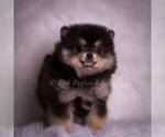 Small Photo #114 Pomeranian Puppy For Sale in WARSAW, IN, USA