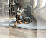 Small Photo #3 Doberman Pinscher Puppy For Sale in PORTER, TX, USA
