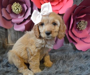 Cocker Spaniel Puppy for sale in HONEY BROOK, PA, USA