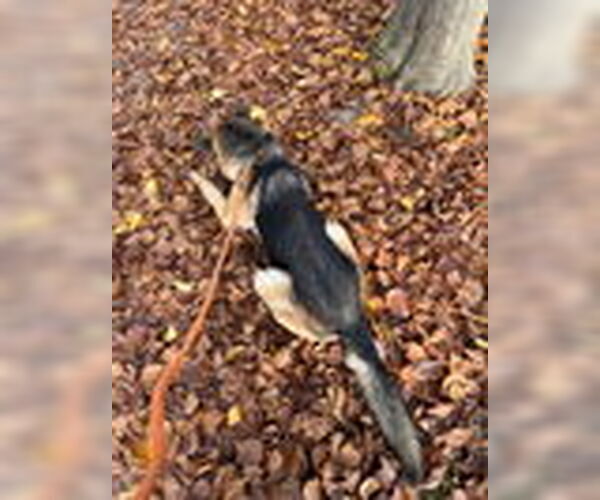 Medium Photo #3 German Shepherd Dog Puppy For Sale in Woodland, CA, USA