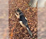 Small #2 German Shepherd Dog