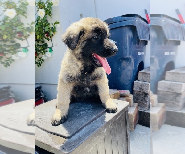 Medium Photo #8 Belgian Malinois Puppy For Sale in GARDENA, CA, USA