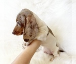 Small #3 Dachshund