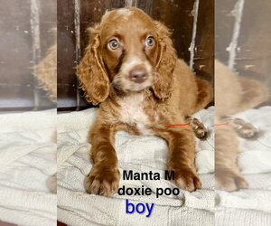 Doxiepoo (Miniature) Dogs for adoption in Studio City, CA, USA
