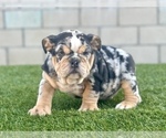 Small #8 English Bulldog