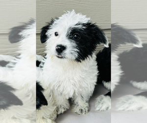 Mal-Shi Puppy for sale in PORTLAND, OR, USA