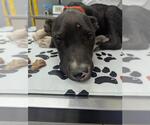 Small American Pit Bull Terrier Mix