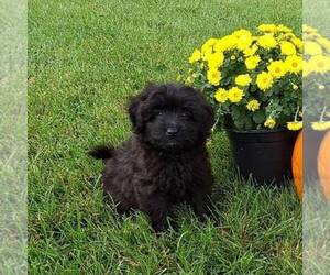 Pom-A-Poo Puppy for sale in SULLIVAN, IL, USA