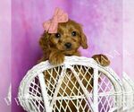 Small Photo #51 Cavapoo (Miniature) Puppy For Sale in WARSAW, IN, USA