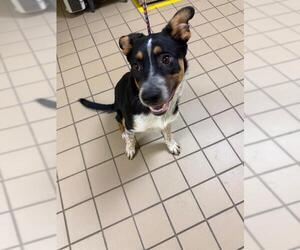 Labrador Retriever-Unknown Mix Dogs for adoption in South Lake Tahoe, CA, USA