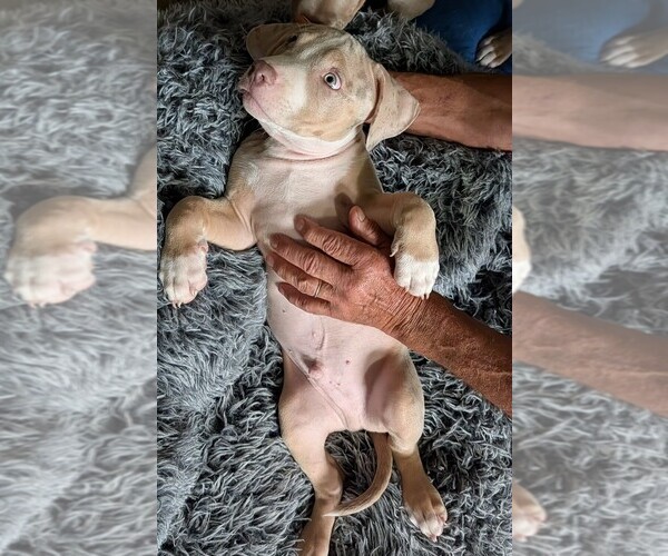 Medium Photo #6 American Bully Puppy For Sale in COUDERSPORT, PA, USA