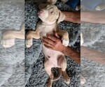 Small #5 American Bully