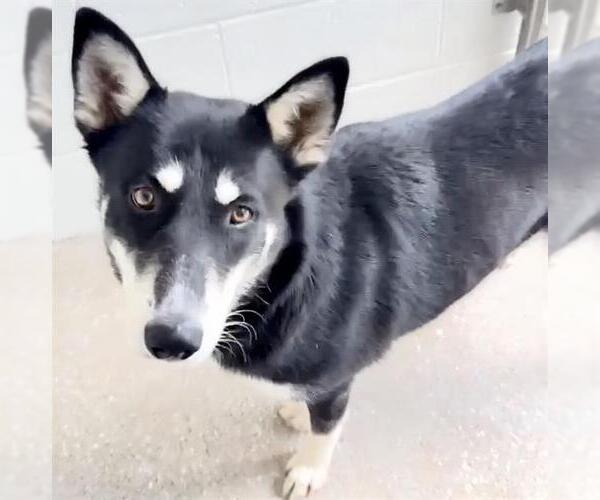 Medium Photo #2 Siberian Husky Puppy For Sale in Houston, TX, USA