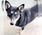 Small #1 Siberian Husky