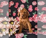 Small Photo #2 Vizsla Puppy For Sale in KINZERS, PA, USA