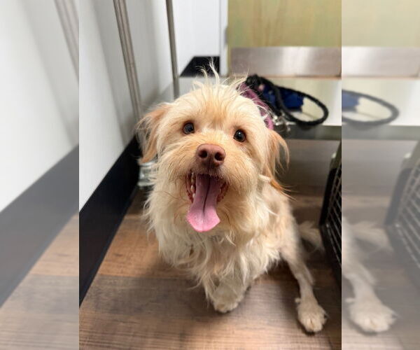 Medium Photo #12 Mutt Puppy For Sale in Ellijay, GA, USA