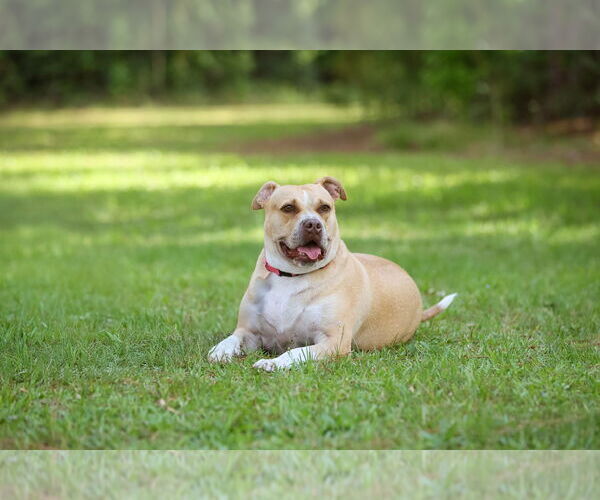 Medium Photo #8 Mutt Puppy For Sale in  Gainesville, FL, USA