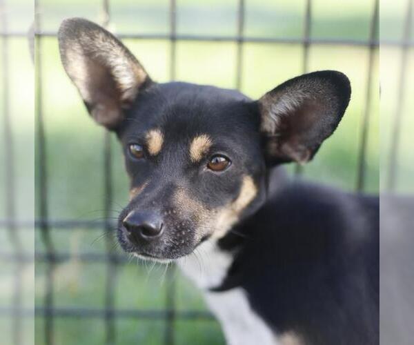 Medium Photo #1 Chihuahua-Unknown Mix Puppy For Sale in San Antonio, TX, USA