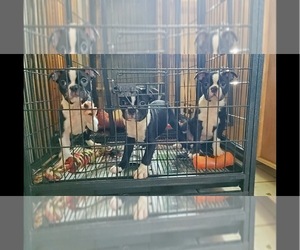 Boston Terrier Puppy for Sale in WARWICK, Rhode Island USA