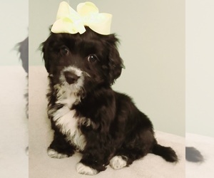 YorkiePoo Litter for sale in BURLINGTON, MA, USA