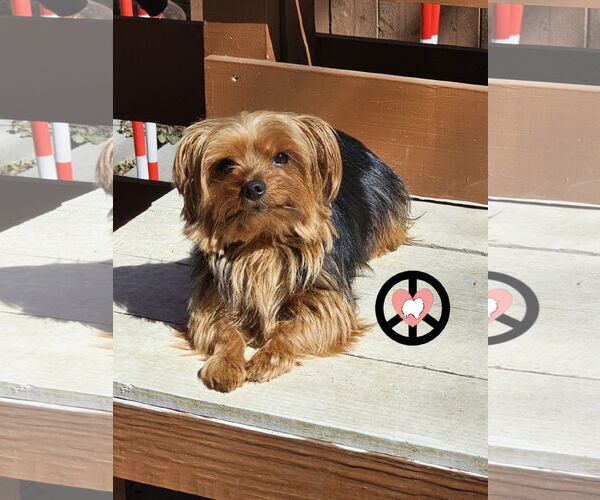 Medium Photo #3 Mutt Puppy For Sale in Lebanon, PA, USA