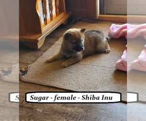 Shiba Inu Puppy for sale in ALPHA, KY, USA