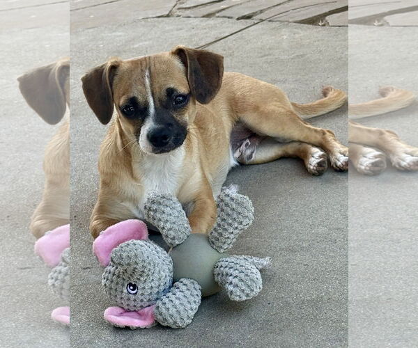 Medium Photo #3 Chug Puppy For Sale in Corona, CA, USA
