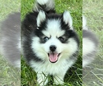 Small Photo #7 Pomsky Puppy For Sale in BAXTER, TN, USA