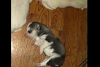Small Photo #17 Siberian Husky Puppy For Sale in JOPLIN, MO, USA